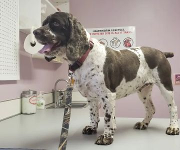 All Animal Care Veterinary Hospital