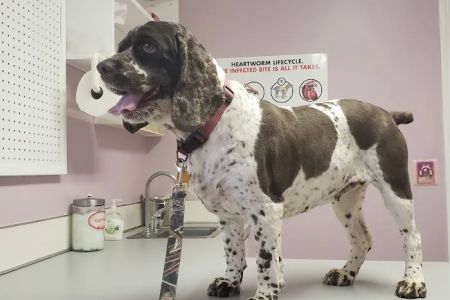 All Animal Care Veterinary Hospital
