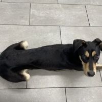 East University Veterinary Hospital ico