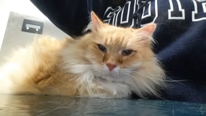 East University Veterinary Hospital 12