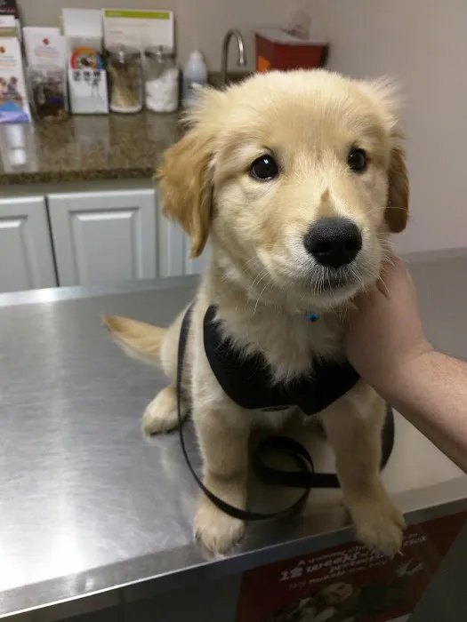 East University Veterinary Hospital 12