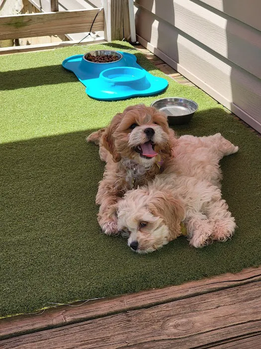 My Kids Have Paws Veterinary Services 12