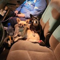 My Kids Have Paws Veterinary Services ico