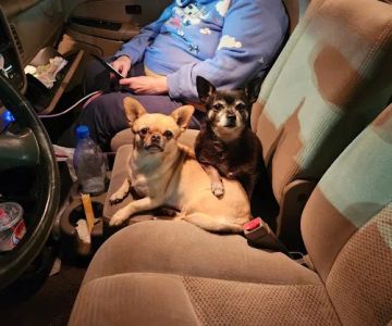 My Kids Have Paws Veterinary Services