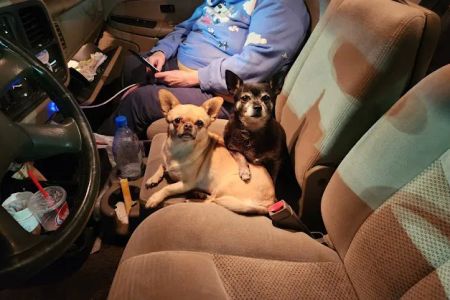 My Kids Have Paws Veterinary Services