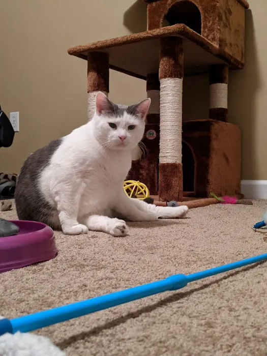 My Kids Have Paws Veterinary Services 12