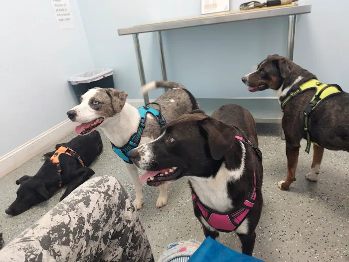 My Kids Have Paws Veterinary Services 12
