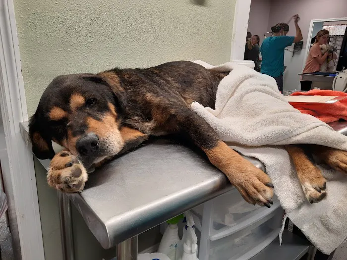 My Kids Have Paws Veterinary Services 12