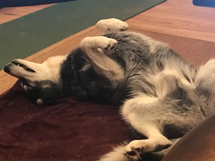 Tucker Animal Hospital 8