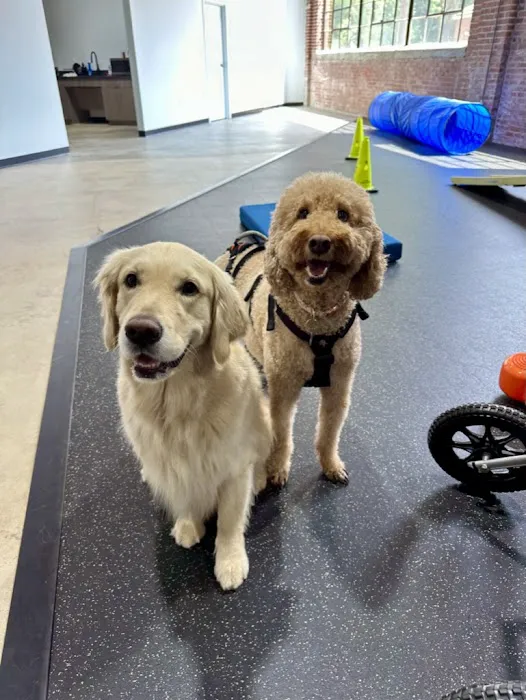 Resurgence Veterinary Mobility 1