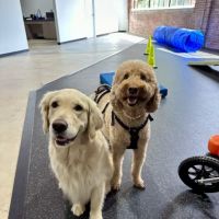 Resurgence Veterinary Mobility ico