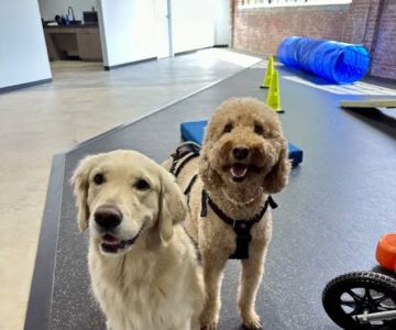 Resurgence Veterinary Mobility