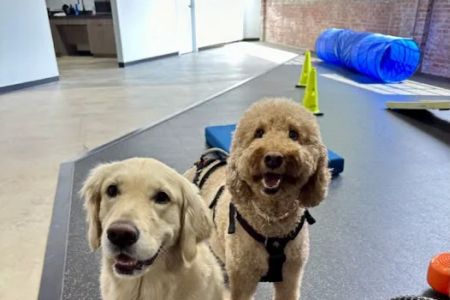Resurgence Veterinary Mobility