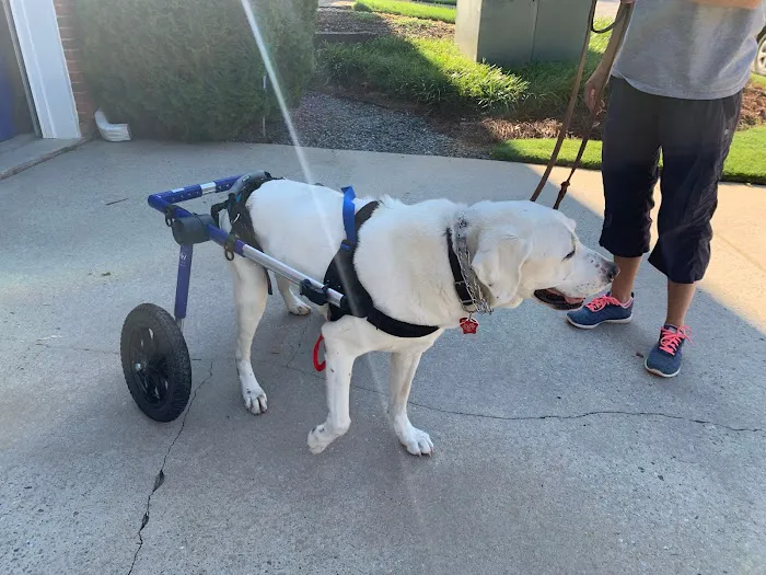 Resurgence Veterinary Mobility 4