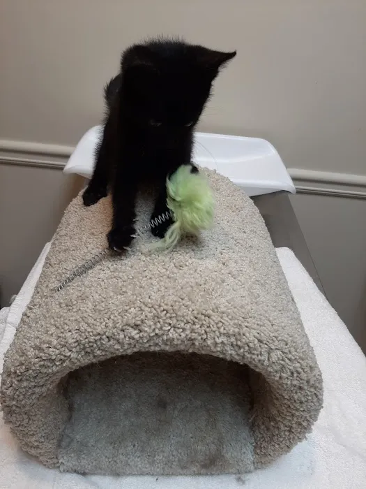 Dekalb Animal Hospital 7