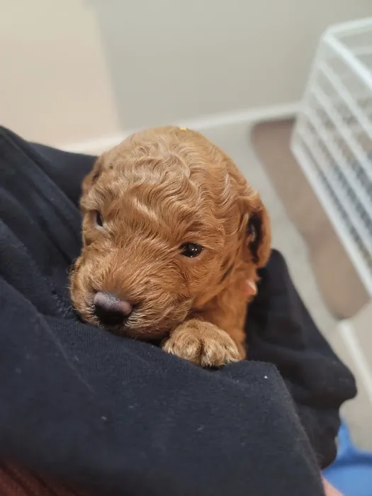 Dekalb Animal Hospital 2