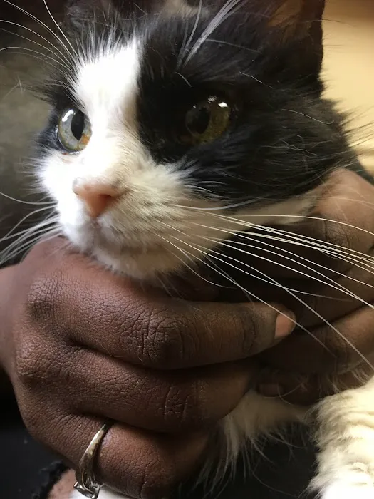 Dekalb Animal Hospital 6