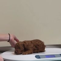 Dekalb Animal Hospital ico