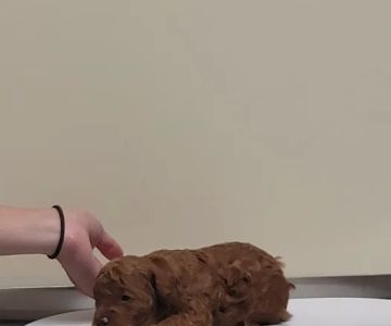 Dekalb Animal Hospital