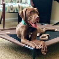 Briarlake Animal Hospital ico