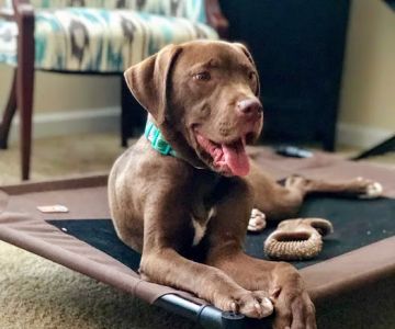 Briarlake Animal Hospital