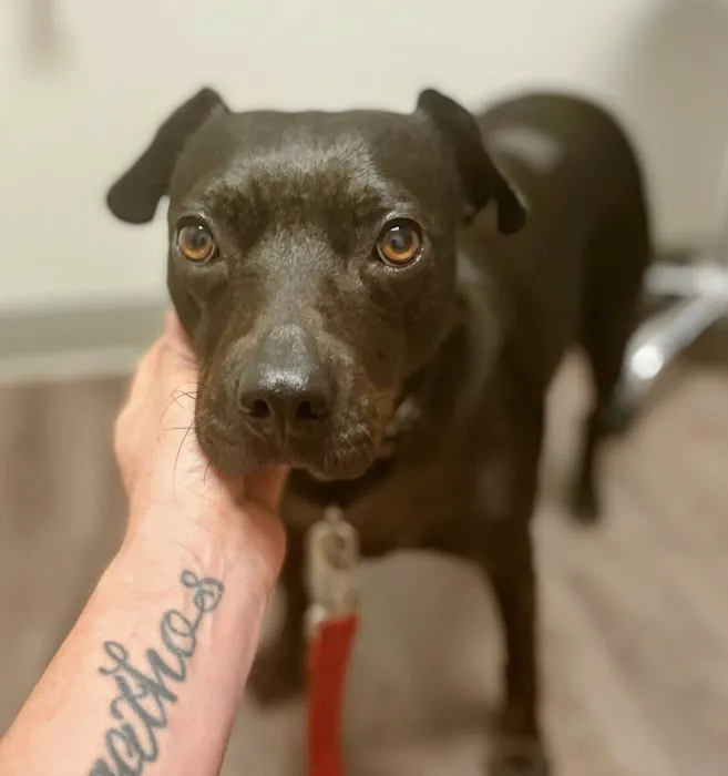 Briarlake Animal Hospital 4