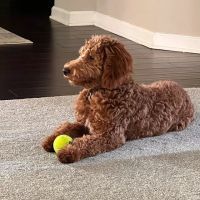Brookhaven Animal Hospital ico