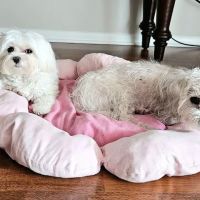 The Village Vets Buckhead ico