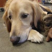 Banfield Pet Hospital ico