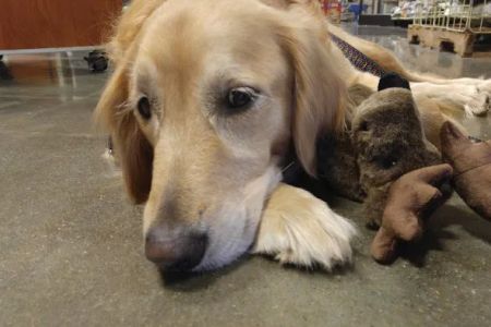 Banfield Pet Hospital