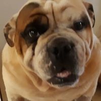 Family Pet Care ico
