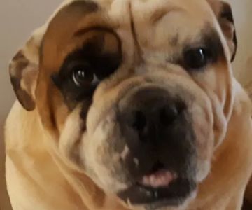Family Pet Care