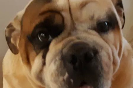 Family Pet Care