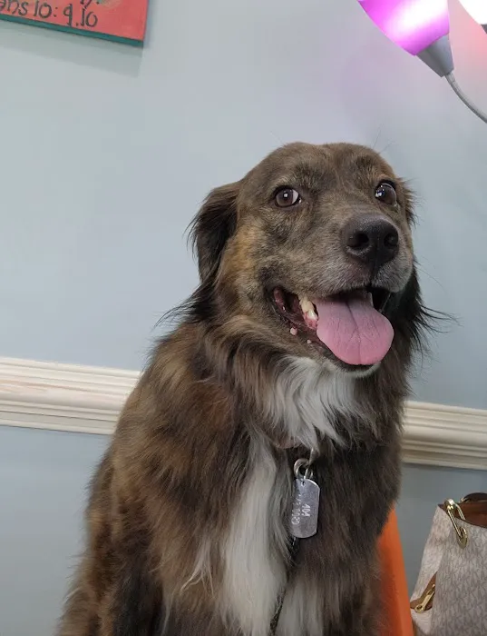 All Pets & Paws Animal Hospital 2