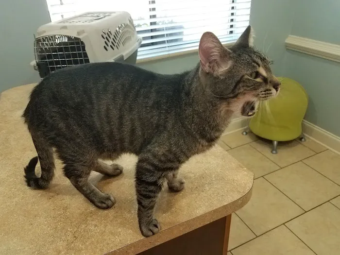 All Pets & Paws Animal Hospital 5