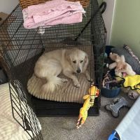 All Pets & Paws Animal Hospital ico