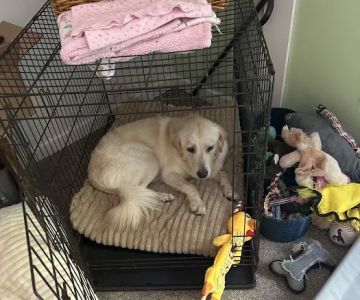 All Pets & Paws Animal Hospital