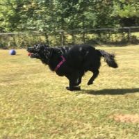 PetVet Vaccination Clinic ico