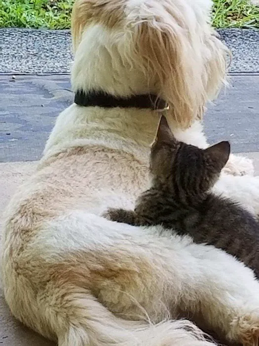 Carroll County Animal Hospital: Figueroa Christina DVM 12