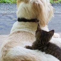 Carroll County Animal Hospital: Figueroa Christina DVM ico