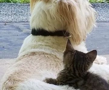 Carroll County Animal Hospital: Figueroa Christina DVM