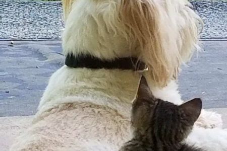 Carroll County Animal Hospital: Figueroa Christina DVM