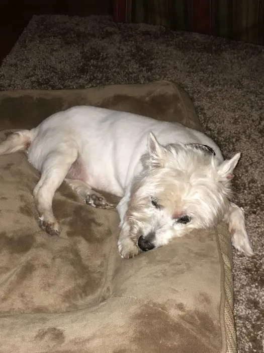 Carroll County Animal Hospital: Figueroa Christina DVM 12