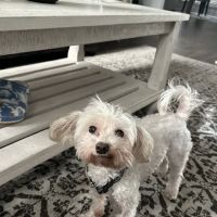 Lawrenceville Animal Care Center ico