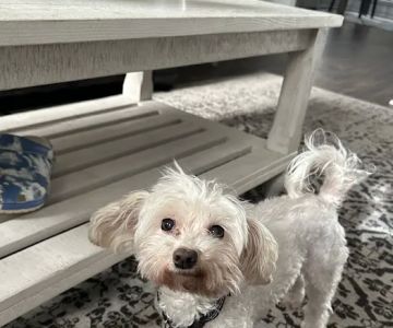 Lawrenceville Animal Care Center