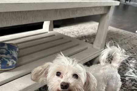 Lawrenceville Animal Care Center