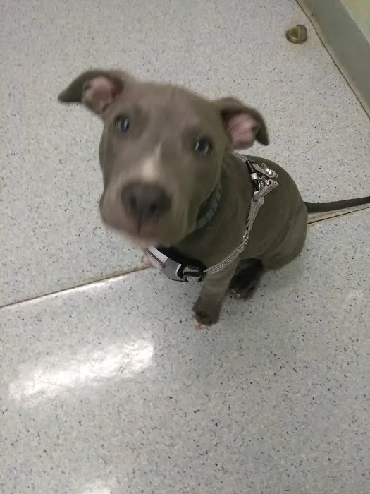 Lawrenceville Animal Care Center 9