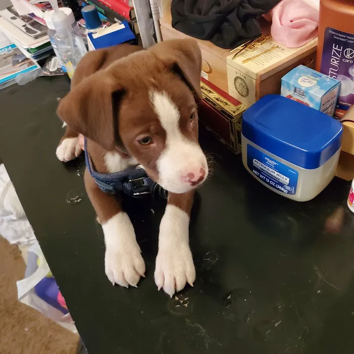 Lawrenceville Animal Care Center 8