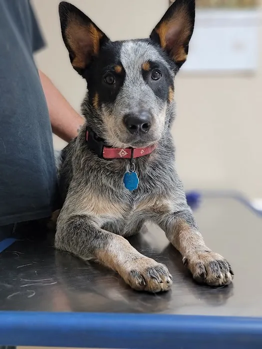 Carroll County Animal Hospital 12