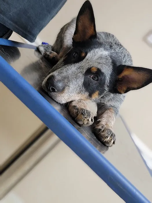Carroll County Animal Hospital 12